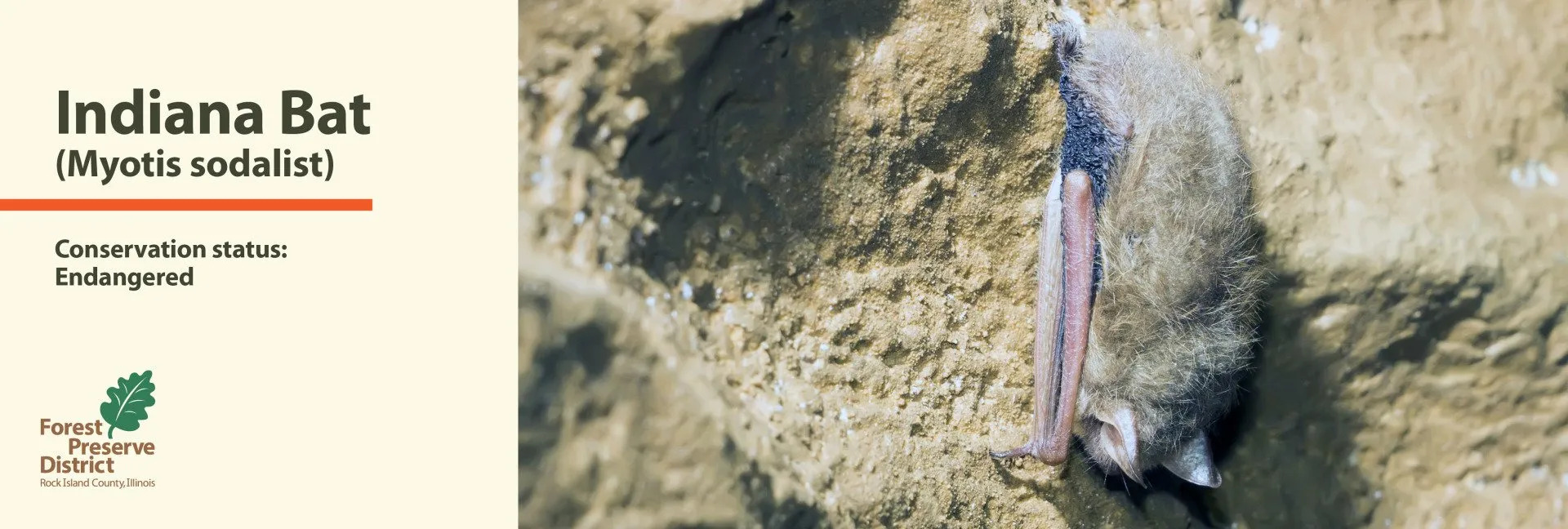 A picture of an indiana bat laying in the dirt