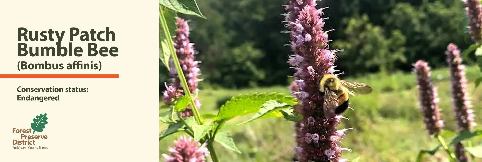 A bee is sitting on a flower in a field.