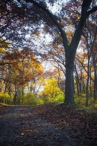 A tree in the middle of a forest with leaves on the ground.