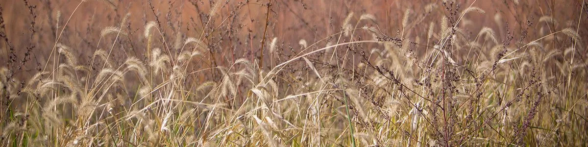 A field of tall grass and wheat