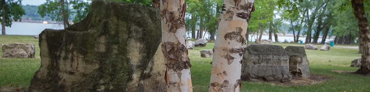 A group of trees in a park with a lake in the background.