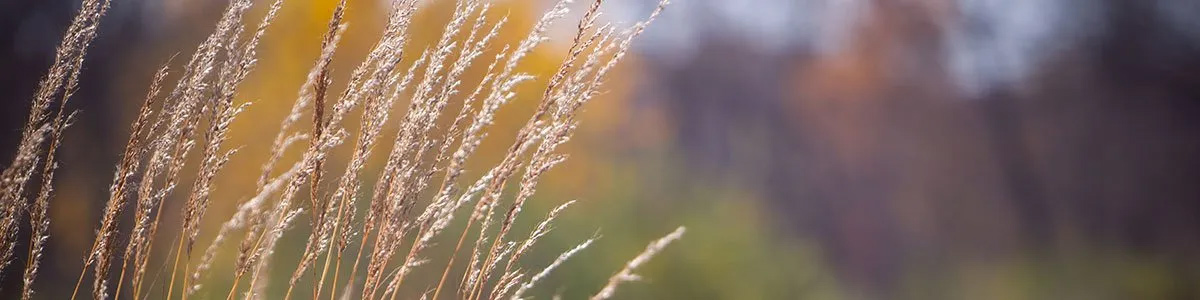 A close up of tall grass with a blurry background.