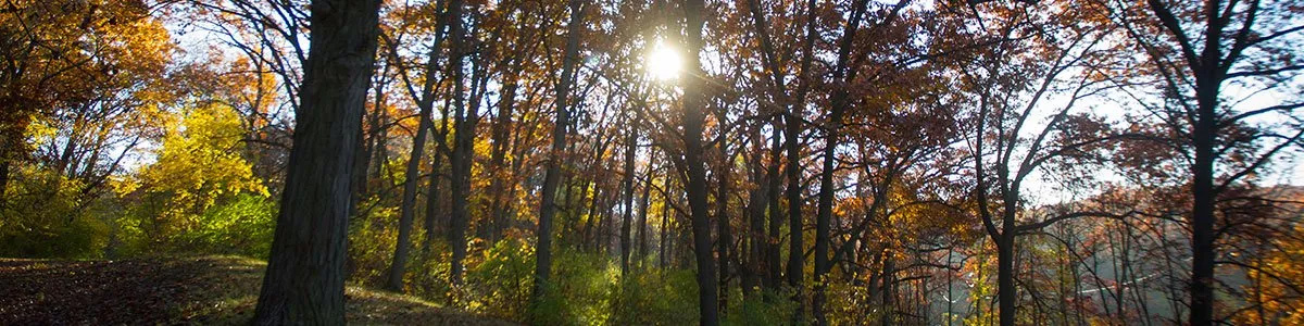 The sun is shining through the trees in the forest.