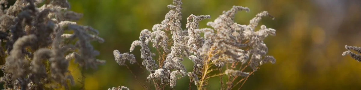 A close up of a plant with white flowers in a field.