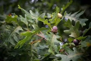 A close up of a tree branch with leaves and acorns.