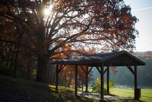 A pavilion in the middle of a forest with a tree in the background.