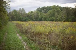A dirt road going through a field of tall grass and trees.